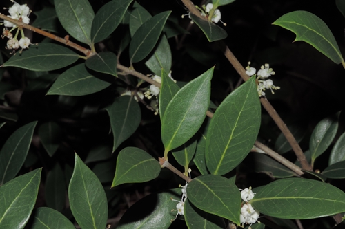 Aiuola pubblica: Osmanthus heterophyllus heterophyllus (Oleaceae)